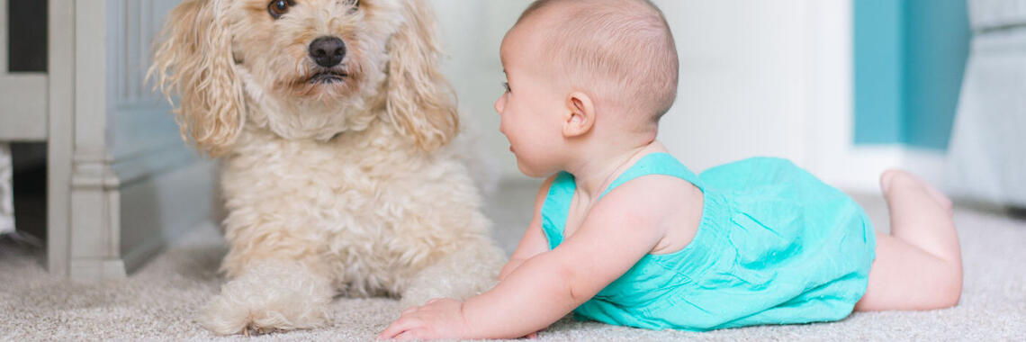 A dog and a baby lying on a carpet